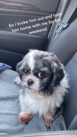Poor Willie, I do have more applications and he should be adopted Tuesday. #CollegeGotMeLike #fyp #dogsoftiktok #dogvideo #rescuedog #ohio #330 #dog