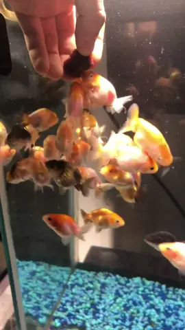 An old video from when my ranchus were just tiny babies. Hopefully going to breed a new generation after my Christmas vacation. #fish #goldfish #fat