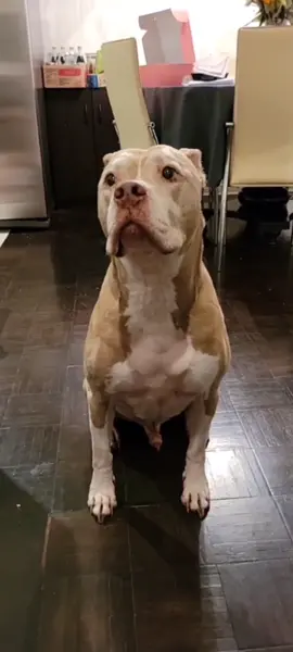October is #pitbullawareness month! here is my Pacman😍 #pitbull  #originalmusic