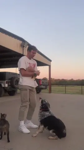 Animal is actually my second language. Plus pickles likes to dance with me #pets #dance