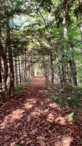 God, Maine is beautiful. #maine #autumn #fall #leaves #foryourpage #fyp #newengland