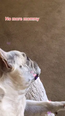 #VoiceEffects #frenchiesoftiktok #fyp #frenchie #mommy
