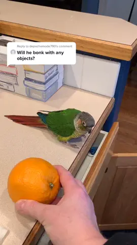 Reply to @depechemode790  Yes, He BONKS to anything 🤣 #birdsoftiktok #parrotsworld #bird #animalsoftiktok #funny #greencheekconure #foryoupage