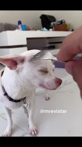 How to smash a dog #fyp #foryou #foryoupage the filter on my profile Instagram: @mreviatar