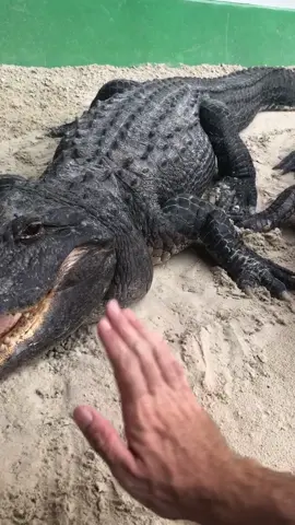 #Gator fight!! Actually, this really is the usual “fight”, not what you’d think. Corresponding IG/FB post explains more! @evergladesholidaypark #fyp