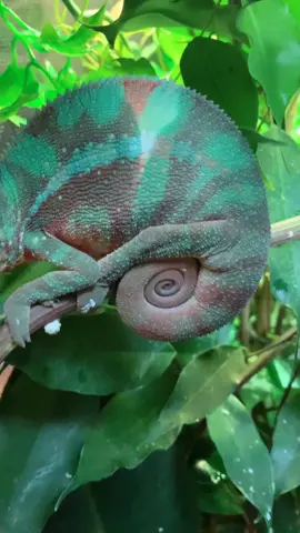 Under the leaf is hidden from his uvb light so stays a different colour 😁 #chameleon #foryou