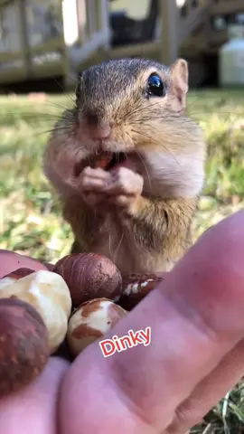 Dinky has a fly on his head like Mike Pence did in the debate #foryourpage #funnyvideo #joebiden #donaldtrump #cuteanimals #chipmunk #dinky