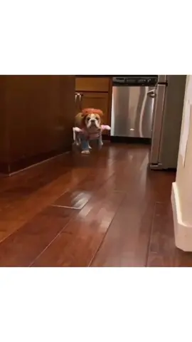Spooky Season is HERE! *link in bio* #halloween #costumes #GhostMode #dogsoftiktok #treatyourpet #costume #chucky #viral #fyp