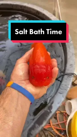 Time for a salt bath for the big guys! There are many benefits to doing these weekly, especially for fancy goldfish like these. ￼