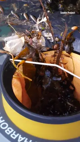 #engieering These floating trash cans have captured a few million pounds of trash from the ocean. 🧐 🎥 Seabin Project