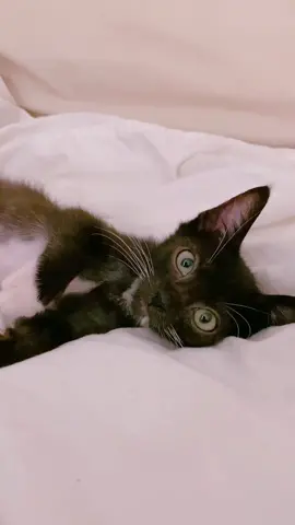 the sweetest ❤️ #kitten #kittensoftiktok #cat #catlover #catlady #cutekitty #cutekitten #tomybestfriend