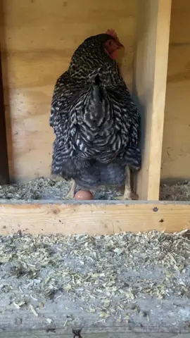 We know who our first layer is!! #chickenegg #chicken #egg