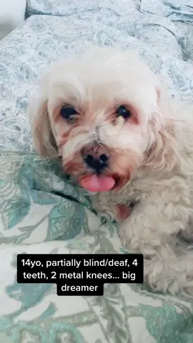 Rise and shine Trixie #fyp #foryou #foryoupage #dreams #dog #dogsoftiktok