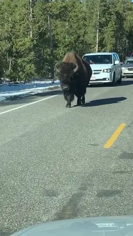 There’s always that one guy going to slow on the road (via Jeff C) #roadtrip #holidayroad #vacation #bison #buffalo #nature #nationalpark #animals