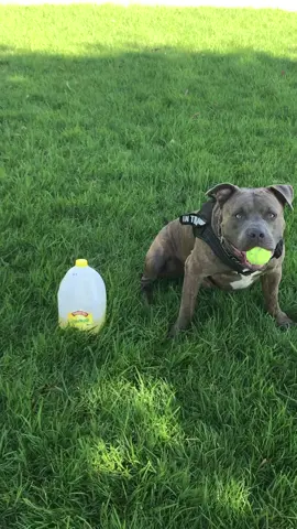 #calmcoolcollected #turkeyhill #lemonade #dogsoftiktok #pitbulls #smile #doglover