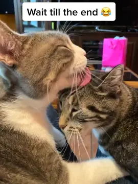 Married Cat Life. She got jealous at the end. #catsoftiktok #funnycatsoftiktok #fyp #xyzbca #catdrama #catlove #TrueLove #marriedcouple