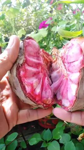 la fruta más rica del mundo, la conoces?#anona #chirimoya #papausa #exoticfruit #fruta #fruit #deliciious #foryou #parati #fyp #xyzbca #oaxaca