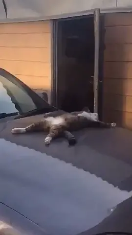 When a stray cat sleeping on your car 🤣🤣🤣#cat #pet #kitty #kitten #carlover #straycat