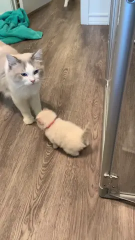 Apollo is fearless. He thinks he can go wherever he wants now