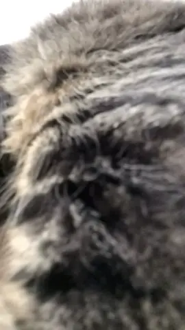 #cat