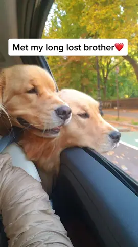 Inseparable 🥰 #brothers #goldenretrievers #foundhim #dogsoftiktok