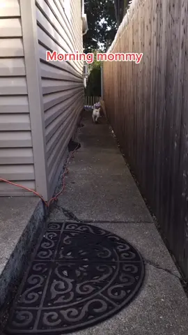 #VoiceEffects #mommy #funnyvideos #frenchie #frenchiesoftiktok #grass#helpme