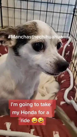 #Manchasthechihuahua  🚗1st gear 2nd gear 3rd gear 4th gear🚘 🤣😍🐕🐕 #Duet