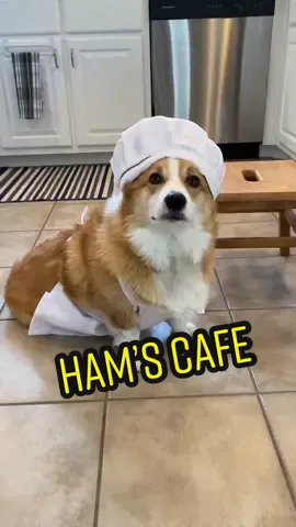 Ham’s Cafe needs help! #ProblemSolved #halloween #chef #pet #fyp