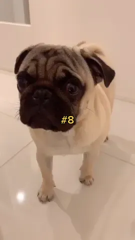 「なんだお前か」みたいな顔で去ってくのやめてwww#パグ #pug #犬 #dog #可愛い #cute #fyp