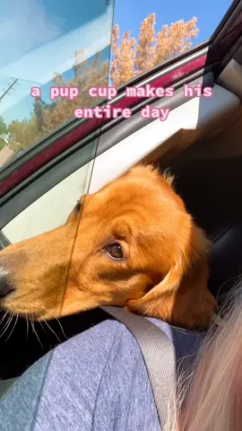 a pup cup a day keeps ur pooch happy for the day #pupcup #WorldSeries #GamingLife #dogsoftiktok #pupsoftiktok #fyp #foryoupage #starbucks