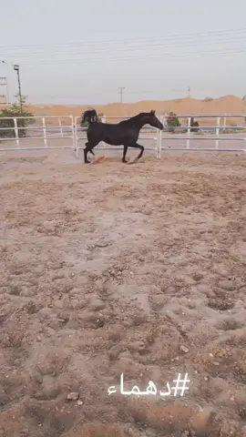#خيل #خيل_عربي_اصيل #حسان_الجهني #دهماء
