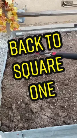 My garlic!  😭😭😭 #ProblemSolved #gardening #horrortok #gardening101 #urbangarden #plants #plantdad #plantsoftiktok #gardenproject #FallDIY
