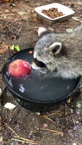 Bam-Bam washes an apple with a milk mustache #ComingOfAge #asmr #raccoon