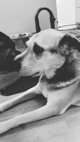 You will always be my babyboy ♥️ #rip #myboy #Love #forever #fyp #fy #sims #simba