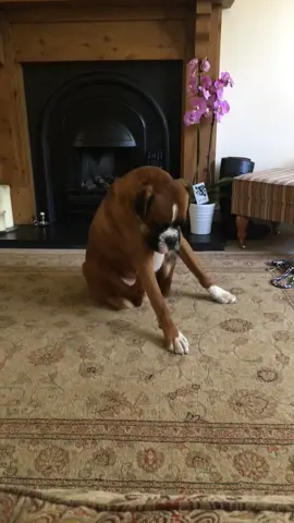 When you gotta get that itch...🐶😂#PetsOfTikTok #fyp #foryou #viral #boxer #boxersoftiktok