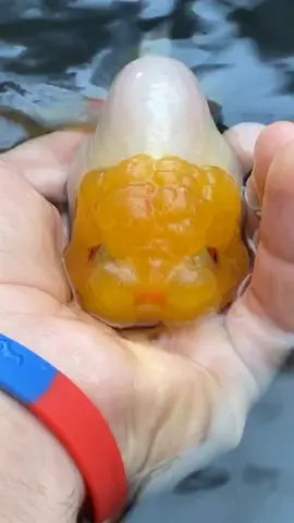 I don’t care what you say, but this guy is spitting straight facts. #fish #goldfish #aquarium