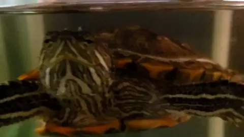 #foryourpage #turtlesoftiktok #littledinosaurs
