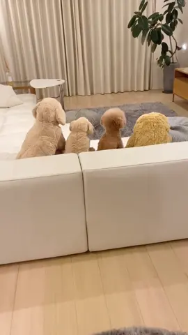 誰〜⁉️😆#dog #poodle #fyp #dogsoftiktok #foryourpage #犬 #トイプードル