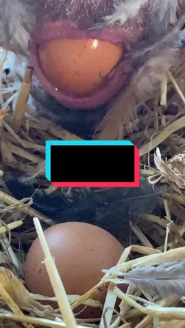 Chicken laying egg. #chicken #andythehen
