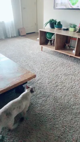 cat entertainment #fyp