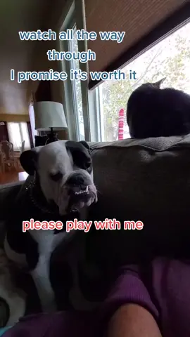 he wants her to play so bad! he keeps trying #elvistheenglishbulldog  #elvis #123456 #fyp #dogsoftiktok