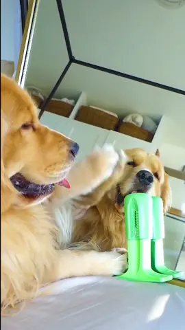 Chillin wid mi chew toy #dogtoy #goldenretriever #tothebeat