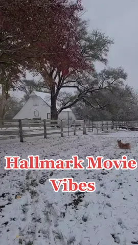 I live in a Hallmark movie #hallmark #HallmarkMovies #christmasvibes #christmastiktok #YouGotThis #christmas2020 #corgis #farmcore