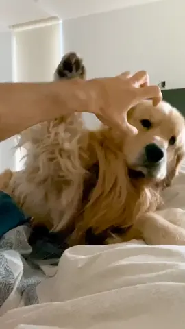 It’s back 🙄 #theclaw #dogsoftiktok #lol #goldenretriever #floof