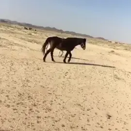😂😂😂😂😂خضير زعلان يفكر حاله حصان #الخيل_العربي_الاصيل #فولو_ولايك_و_متابعه_ومشاركة #اكسبلور_2020