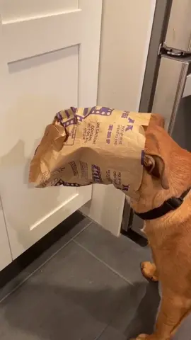 HE GOT CAUGHT 😂😂😂😂 #dog #dogs #busted #fyp #foryou #foryourpage #fortoupage #fortnite #cod #guilty #guiltydog