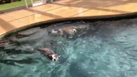 Just keep swimming swimming 🐟  #corgisdoingthings #homewithwkc #dogsoftiktok #corgisoftiktok