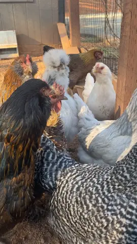 The chickens are on high alert over Sparta when he’s really just waiting for me to finish chicken chores & pet him 😅