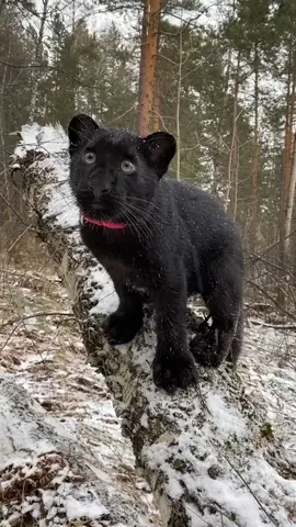 Дух леса💚 #хочувтоп #хочуврек #animals #forest #cute #leopard #cutecat #exzotic #animals #lifeanimals #funny #funnypet #кошки #cat #big_cat #travel