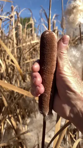 Forbidden corn dog #fyp #corn #dog #naturesdrivethru